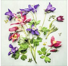 Verschiedene Akeleiblumen mit Blättern
