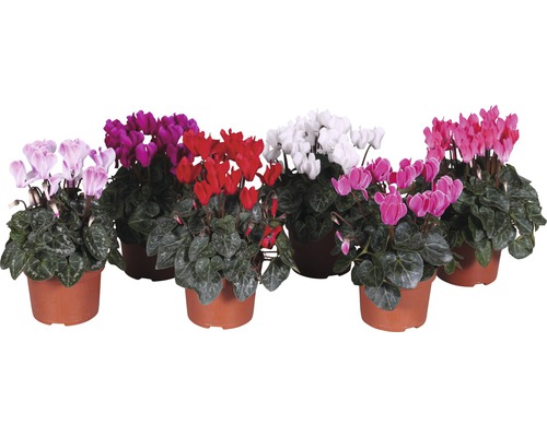 Mini Zimmer-Alpenveilchen Cyclamen persicum H ca. 20 cm Ø 10,5 cm Topf zufällige Sortenauswahl