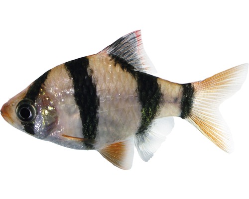 Fisch Sumatrabarbe - Puntius tetrazona