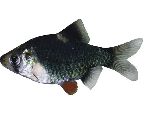 Fisch Sumatrabarbe grün - Puntius tetrazona