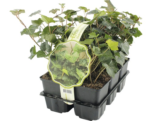 Großblättriger Efeu FloraSelf Hedera helix hibernica H 10-15 cm Ø 9 cm Topf Großblättriger Efeu FloraSelf Hedera helix hibernica H 10-15 cm Ø 9 cm Topf