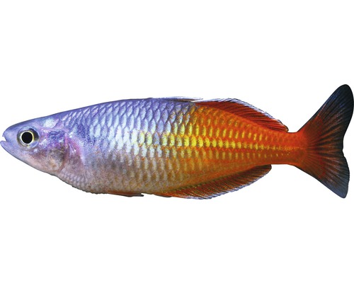 Fisch Boesemans Regenbogenfisch - Melanotaenia boesemani ADAZ