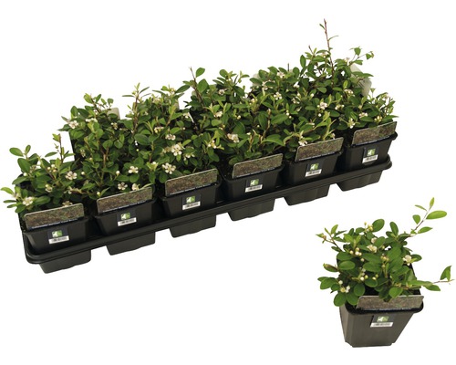 Teppich-Zwergmispel FloraSelf Cotoneaster dammeri 'Coral Beauty' H 10-15 cm Ø 9 cm Topf Teppich-Zwergmispel FloraSelf Cotoneaster dammeri 'Coral Beauty' H 10-15 cm Ø 9 cm Topf