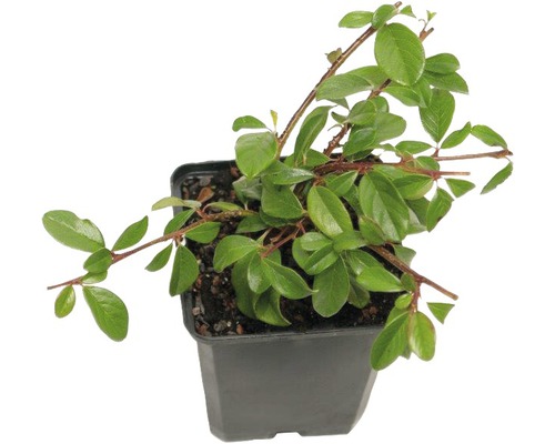 Teppich-Zwergmispel FloraSelf Cotoneaster dammeri 'Coral Beauty' H 10-15 cm Ø 9 cm Topf