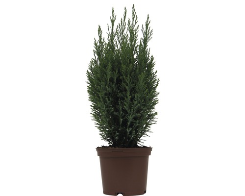 Scheinzypresse Ellwoodii FloraSelf H 20-30 cm Co 2 L Scheinzypresse Ellwoodii FloraSelf H 20-30 cm Co 2 L