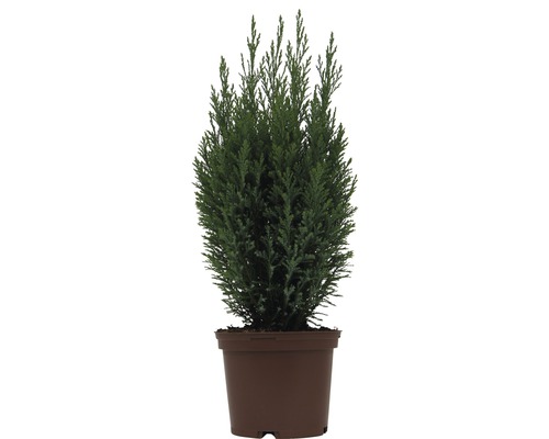 Scheinzypresse Ellwoodii FloraSelf H 20-30 cm Co 2 L Mini Weihnachtsbaum zur Pflanzung geeignet