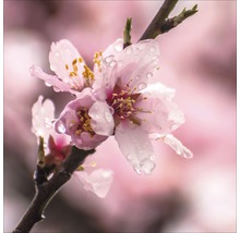 Nahaufnahme von rosa Mandelblüten mit Wassertropfen auf einem Zweig.