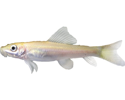 Fisch Saugschmerle gold - Gyrinocheilus aymonieri