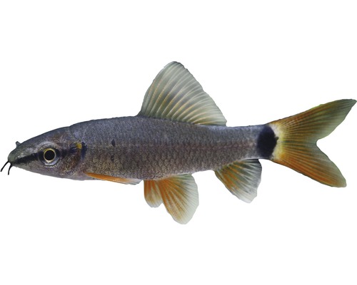 Fisch Rotflossenlabeo - Epalzeorhynchus frenatus