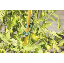 Tomatenpflanze mit Pflanzenklammern und Stab
