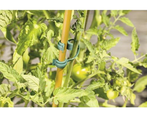 Tomatenpflanze mit Pflanzenklammern und Stab