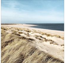 Düne mit Strandhafer an einem Sandstrand
