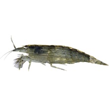 Garnele Steingarnele Atyamoluccensis HORNBACH