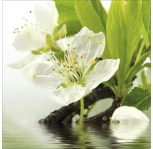 Nahaufnahme einer weißen Blüte mit gelben Staubgefäßen und grünen Blättern im Wasser.