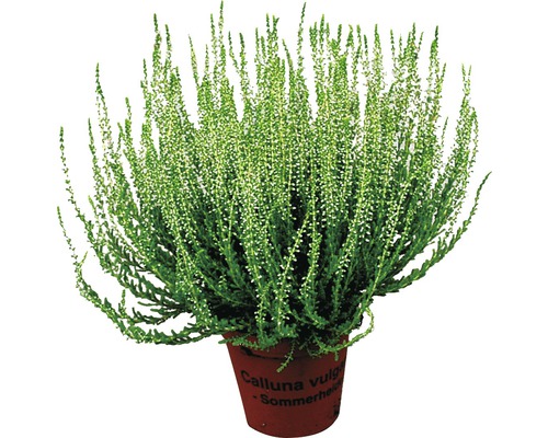 Besenheide Calluna vulgaris im Topf