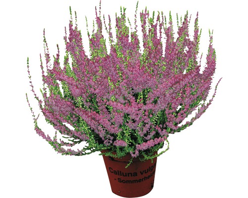 Knospenheide Mix FloraSelf Calluna vulgaris 'Beauty Ladies' Ø 9,5 cm Topf zufällige Sortenauswahl, einfarbig