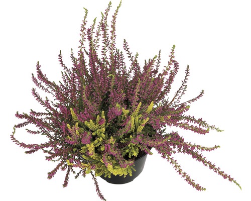 Knospenheide Mix FloraSelf Calluna vulgaris 'Beauty Ladies' Ø 9,5 cm Topf zufällige Sortenauswahl, einfarbig