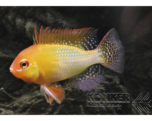 Fisch Schmetterlingsbuntbarsch gold - Microgeophagus ramirezi