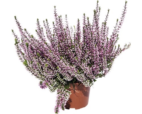 Besenheide, Heidekraut FloraSelf Calluna vulgaris Ø 10/11 cm Topf zufällige Sortenauswahl, einfarbig