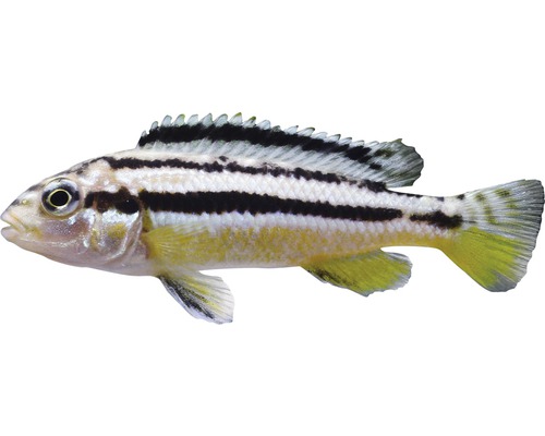 Fisch Türkisgoldbarsch - Melanochromis auratus