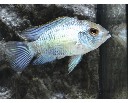 Fisch Neonblue - Aequidens pulcher