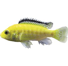 Gelber Buntbarsch Fisch für Aquarien