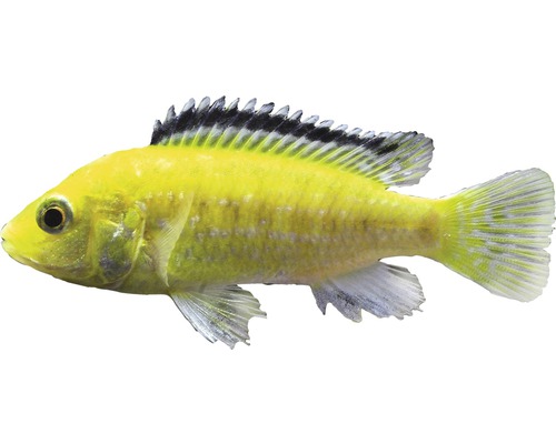 Fisch Gelber Labidochromis - Labidochromis careuleus