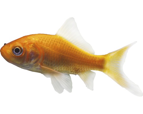 Fisch Goldfisch dunkelrot 15 - 18 cm - Carassius auratus