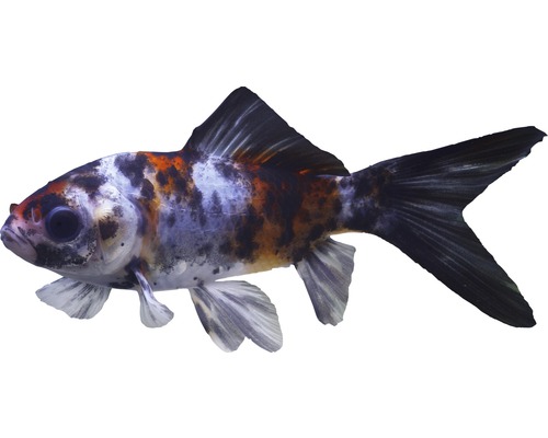 Fisch Shubunkin klein - Carassius auratus
