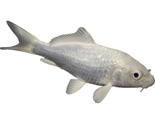 Fisch Koi Platinum 15 - 18 cm - Cyprinus carpio