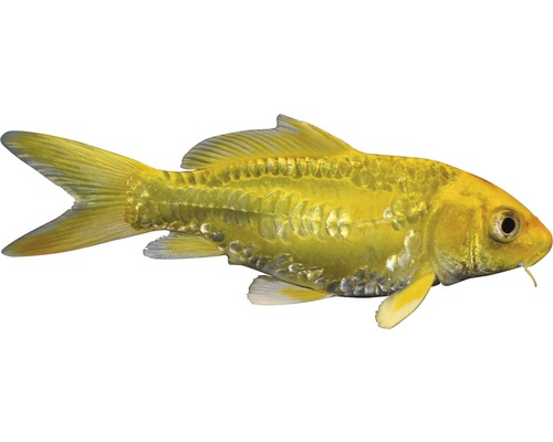 Fisch Koi Yamabuk - iCyprinus Carpio
