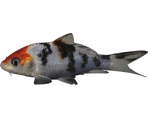 Fisch Koi Sanke - Cyprinus Carpio
