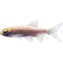 Fisch Goldorfe - Leuciscus idus-thumb-0