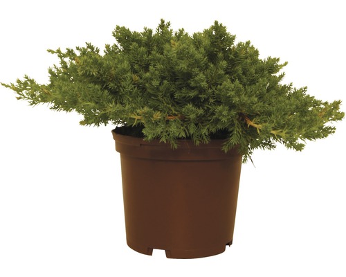 Kriechwacholder FloraSelf Juniperus procumbens 'Nana' H 20-25 cm Co 2 L