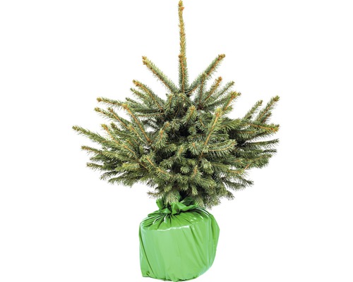 Blaufichte, Blaue Stechfichte H 60-80 cm Co 7,5 L Weihnachtsbaum gesägt und getopft Blaufichte im Topfballen, verpackt