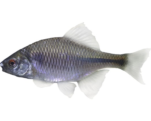 Fisch Bitterling - Rhodeus sericeus