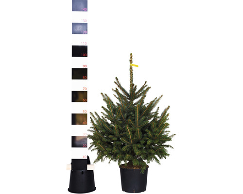 Blaufichte, Blaue Stechfichte H 80-100 cm Co 7,5 L Weihnachtsbaum gesägt und getopft