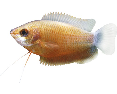 Fisch Honiggurami rot - Colisa labiosa