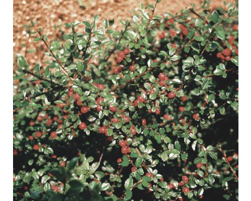Teppichmispel, Kriechmispel FloraSelf Cotoneaster dammeri radicans H 10-15 cm Ø 9 cm Topf Teppichmispel, Kriechmispel FloraSelf Cotoneaster dammeri radicans H 10-15 cm Ø 9 cm Topf