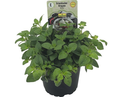 Griechischer Oregano im Topf