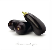 Drei Auberginen der Sorte Solanum melongena
