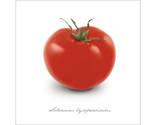 Glasbild Tomate 50x50 cm GLA401