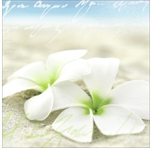 Zwei weiße Frangipani Blüten auf Sand mit dekorativen Schriften im Hintergrund.