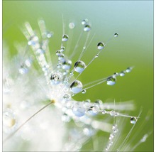 Nahaufnahme einer Pusteblume mit Wassertropfen