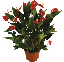 Anthurie Pflanze mit roten Blüten in einem Topf