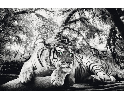 Poster Tiger watching 61x91,5 you | HORNBACH cm