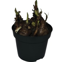 Amaryllis Zwiebeln in einem Topf