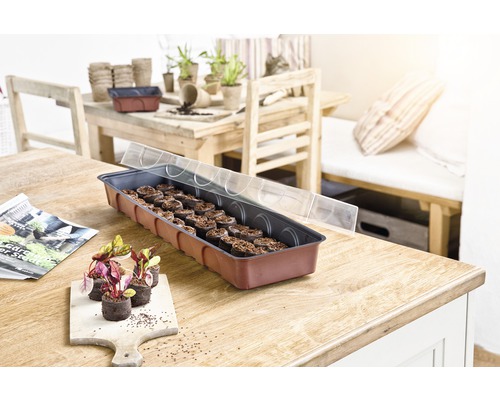 Anzuchtkasten mit Anzuchttabletten und durchsichtigem Deckel auf einem Holztisch, mit jungen Pflanzen und Anzuchttöpfen im Hintergrund.