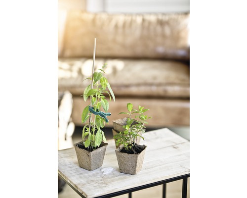 Aufnahme von Basilikum und Minze in Pflanzgefäßen auf einem Tisch