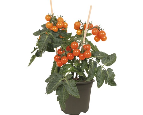 Snack-Kirschtomate FloraSelf Solanum lycopersicum Ø 14 cm Topf